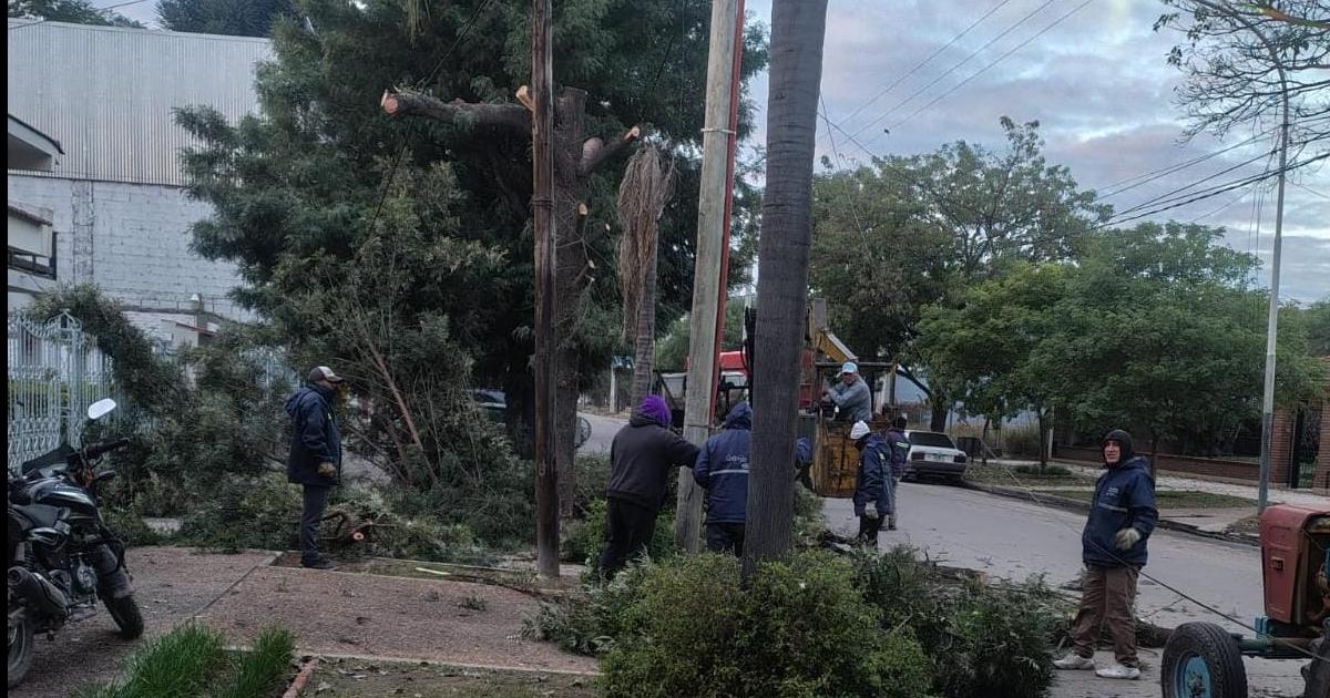 La comuna brindoacute informacioacuten sobre una poda correcta y segura