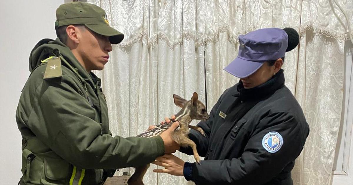 GNA rescató al animal