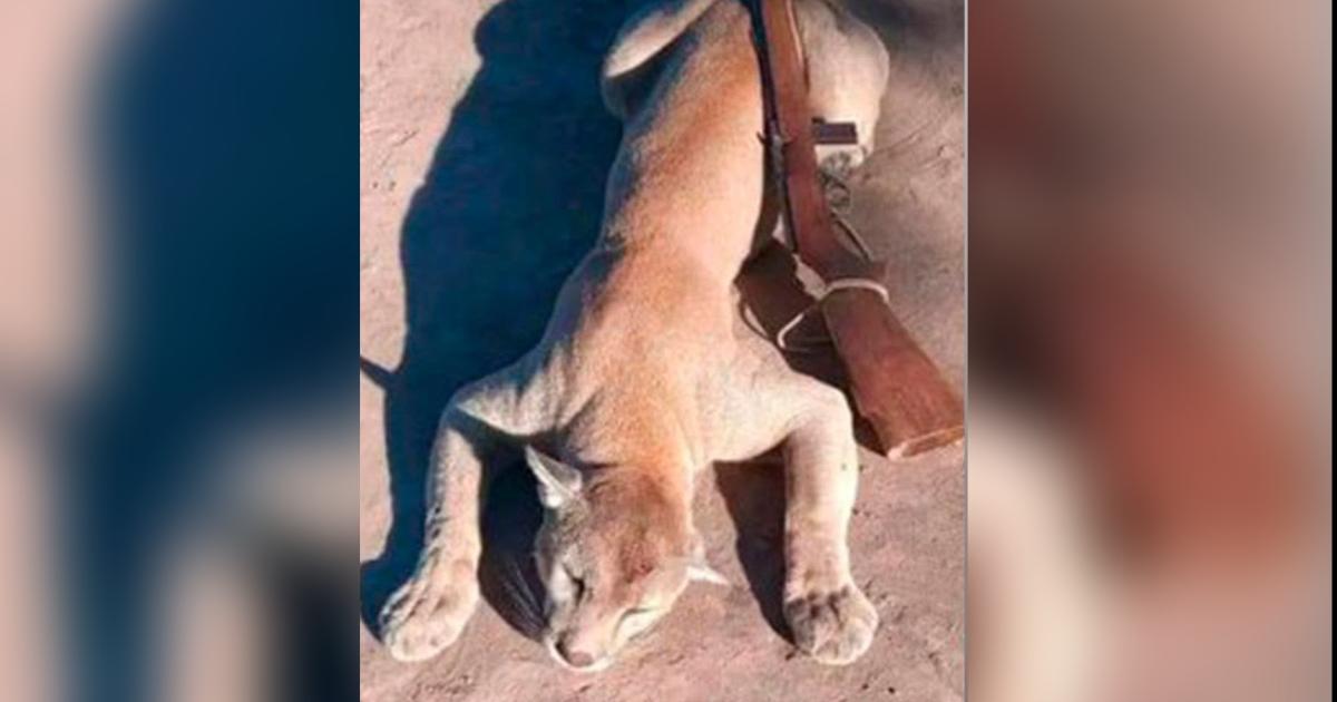 La imagen del animal muerto fue compartida en sus redes sociales (Foto-  Direcc Bosques y Fauna Sgo del Estero)