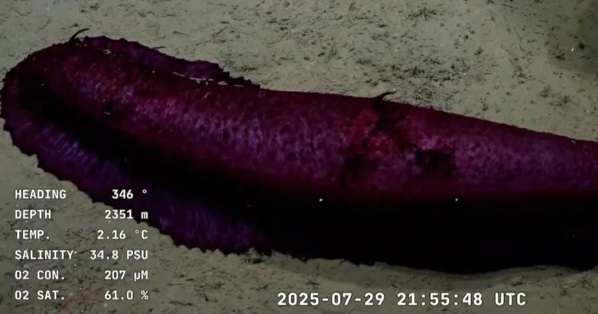 Qué es la batatita el curioso pepino captado por el CONICET en el fondo del mar