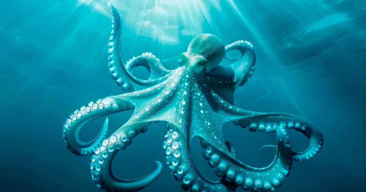 El Pulpo de Cristal fue visto por primera vez en el fondo del mar