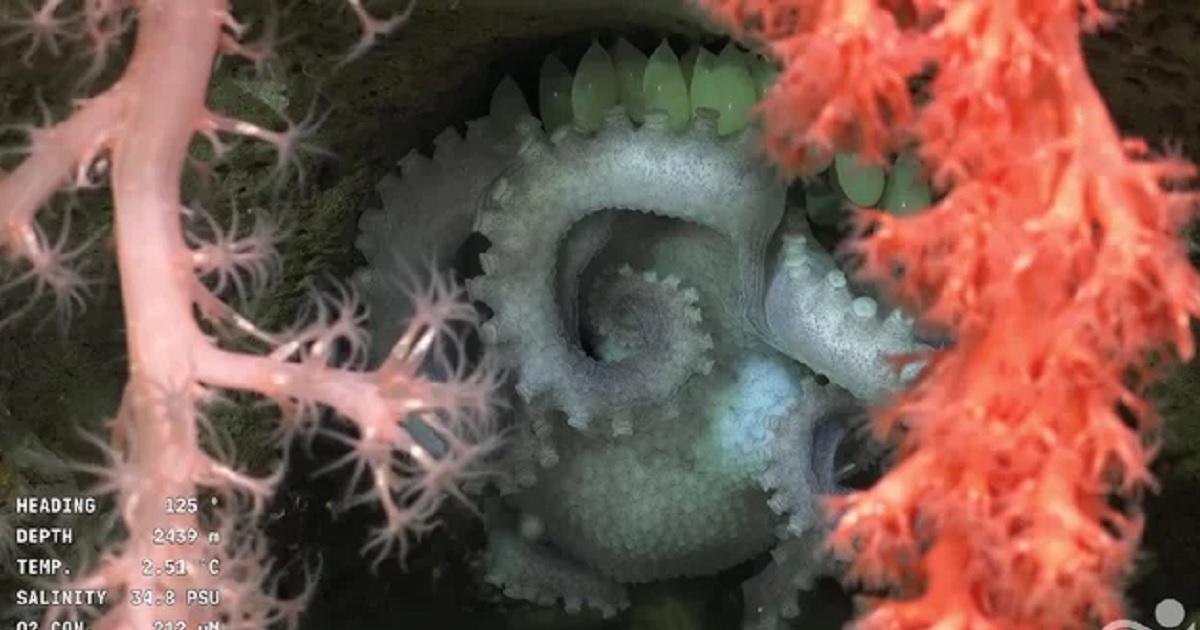 El emotivo video de una pulpo madre incubando sus huevos conmovioacute a las redes por su traacutegico final