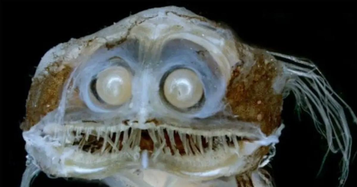 Pez telescopio- el insólito espécimen que inspiró memes tras el streaming del CONICET