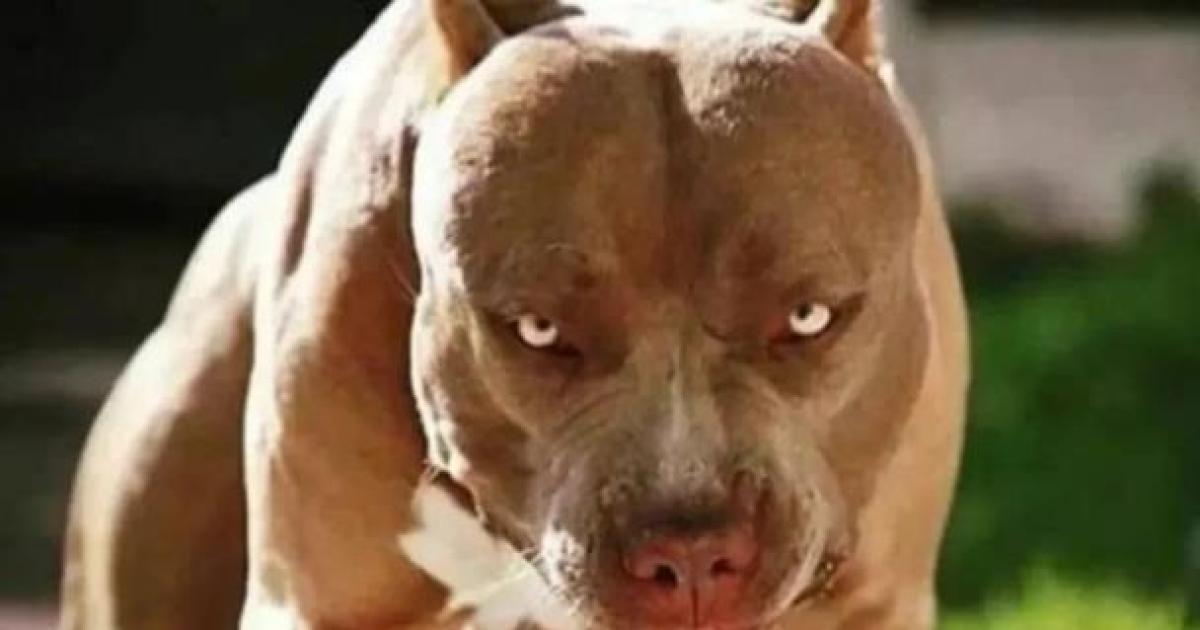 Pitbull atacó a niña de 8 que jugaba con su prima