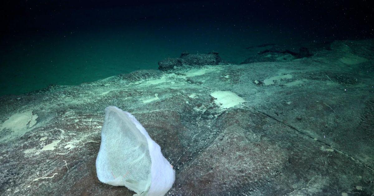 Los científicos quedaron sorprendidos con las especies existentes en el mar argentino