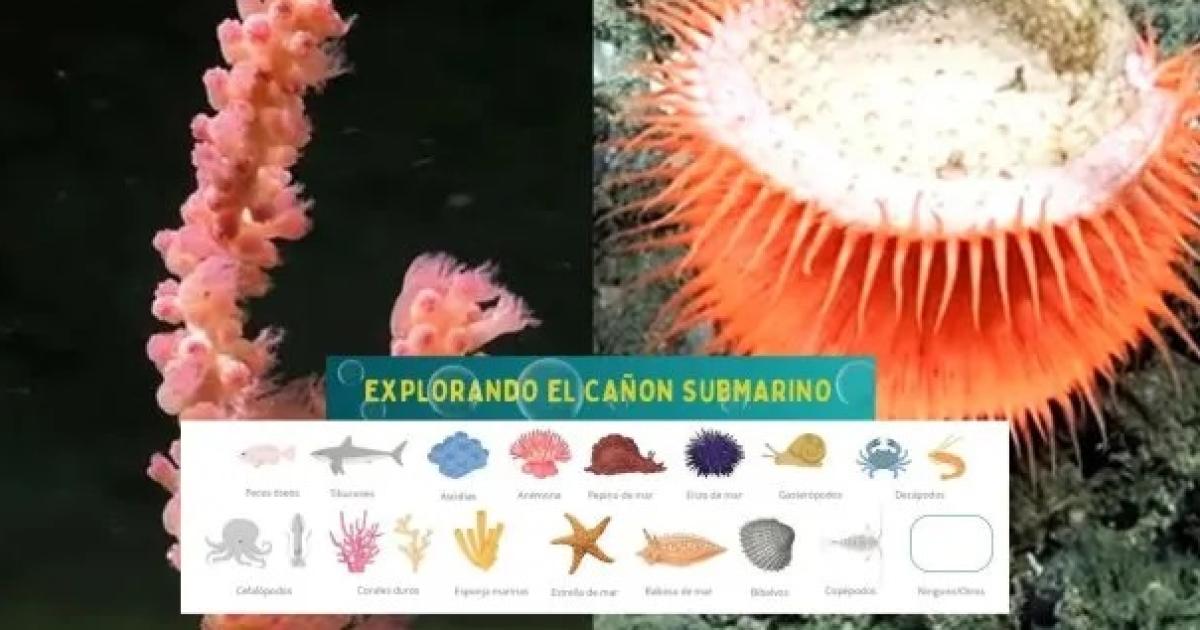 El Conicet lanza un lbum de figuritas digital para explorar el mar profundo