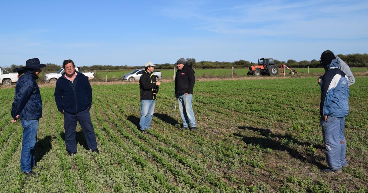 Realizan recorrida teacutecnica por semilleros de alfalfa en Icantildeo y Colonia Dora