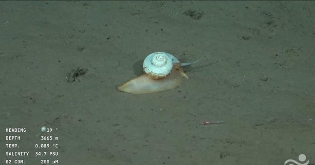 El Conicet encontró un caracol y todos lo comparan con Gary la mascota de Bob Esponja