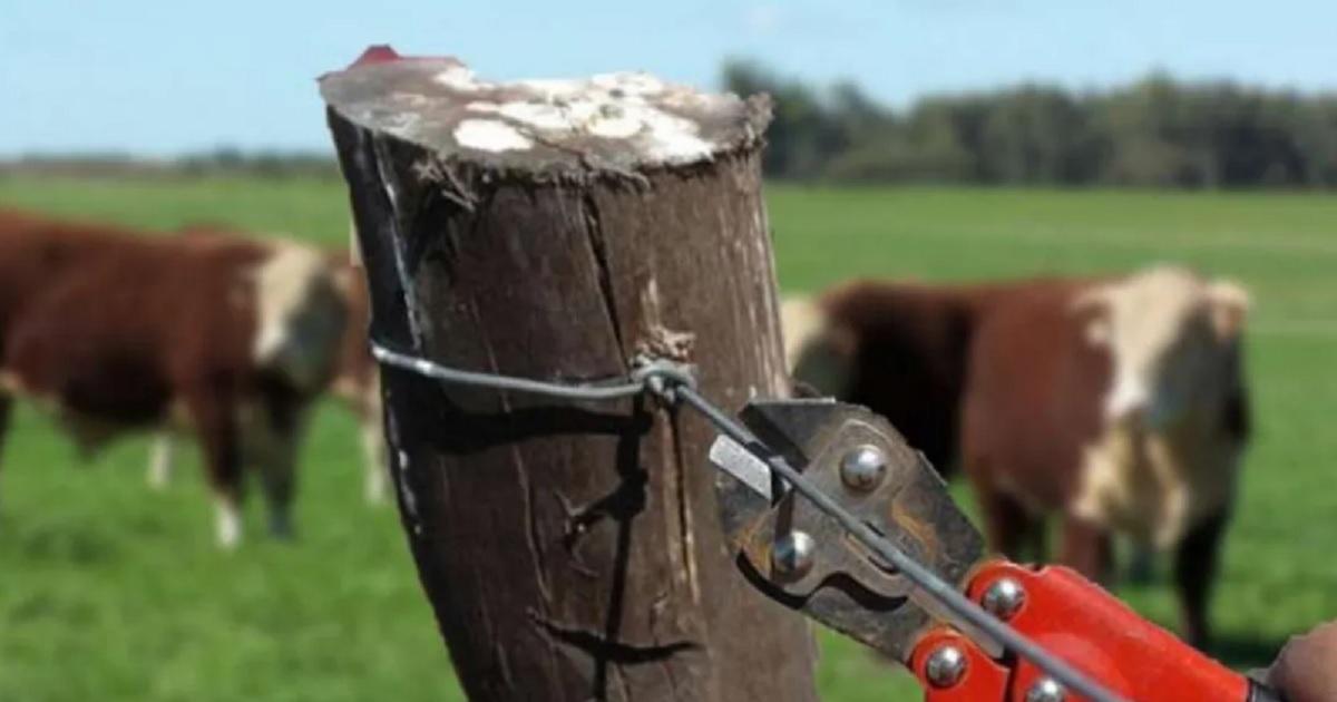 Detienen a tres sujetos por abigeato- trasladaban bovinos con documentacioacuten falsa