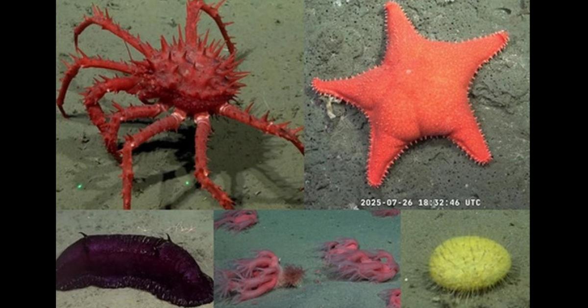 Furor por el hallazgo del Conicet- nuevas especies submarinas se viralizan en redes