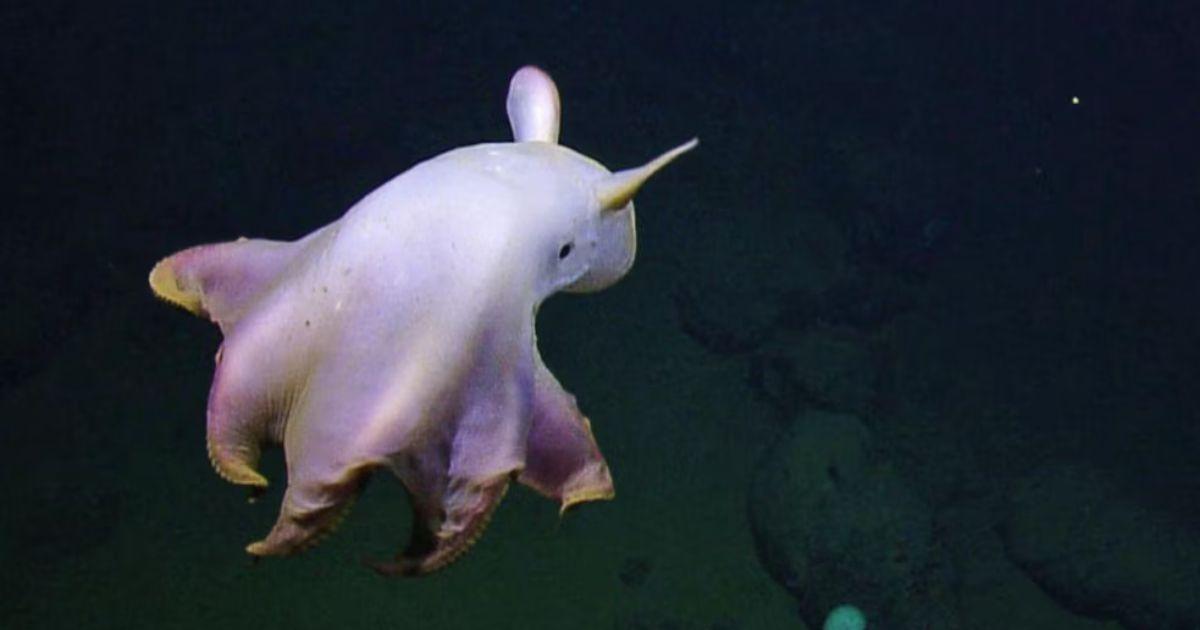 El pulpo rosado es una especie nica y habita el mar argentino