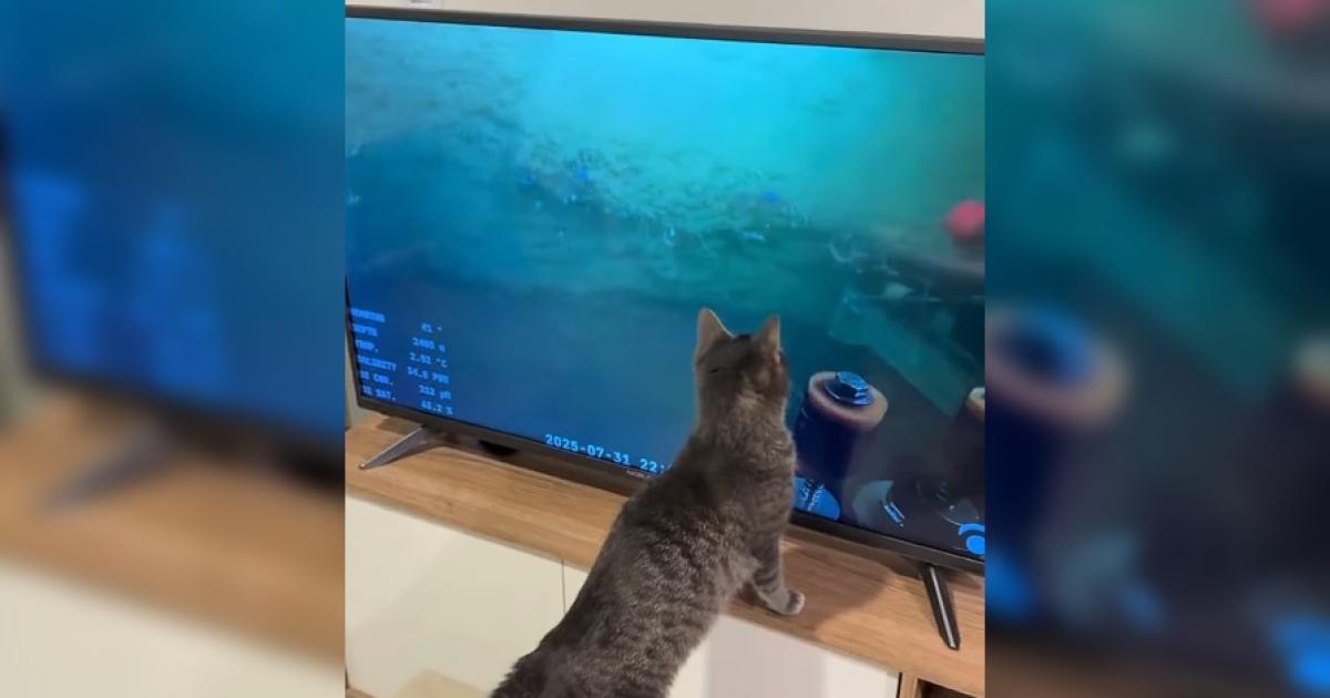 VIDEO  Una gata se volvioacute furor y viral en las redes por su amor al streaming del CONICET