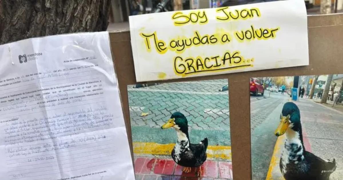 Insoacutelito- denunciaron a un pato por agresivo pero consiguioacute un abogado y 7000 firmas de apoyo