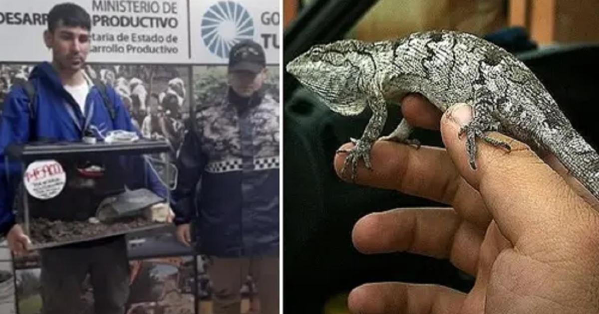 Descubren en un comercio ceacutentrico la venta ilegal de un reptil protegido
