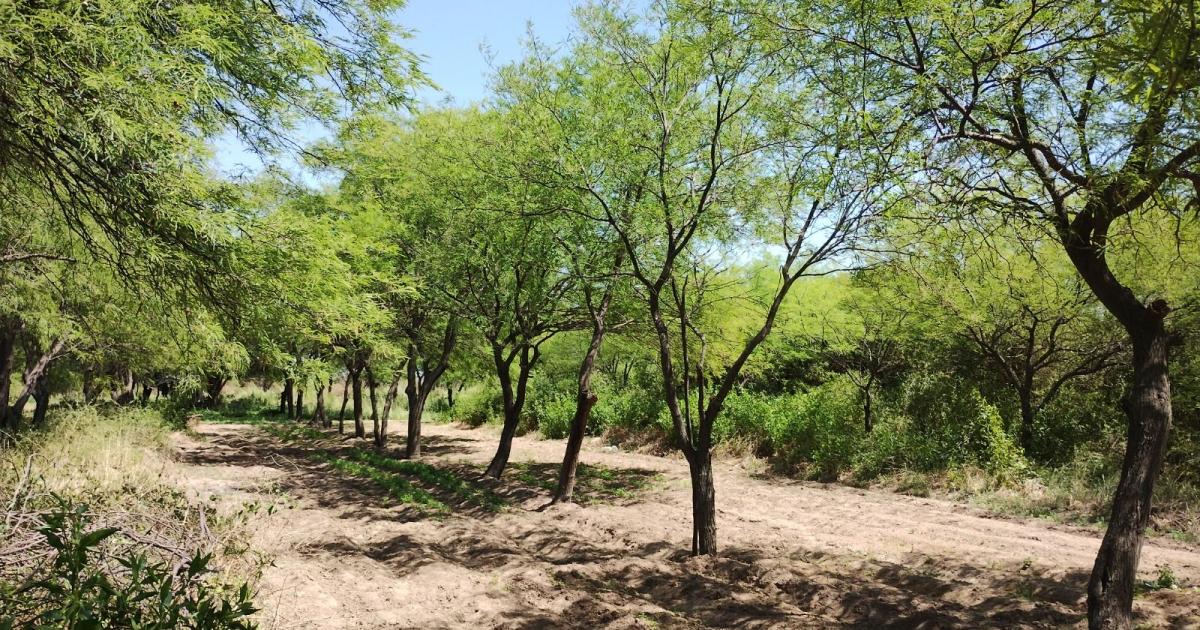 Programaron actividades por la Semana de Ciencias Forestales