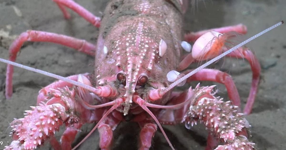 Langosta defiende a sus crías y ataca robot submarino