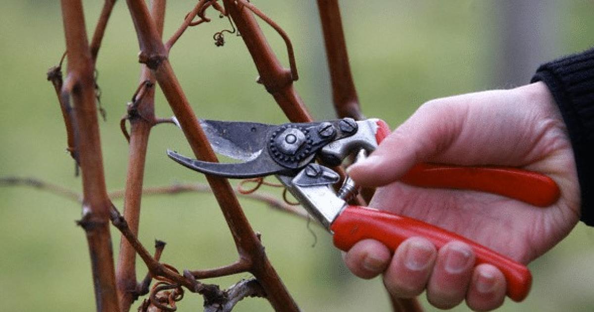 Crónicas de la poda de Agosto