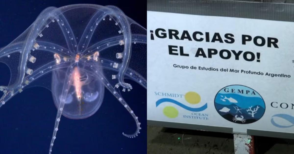 Fin de la misión científica del CONICET en el fondo marino argentino- fechas y lugares de futuras expediciones
