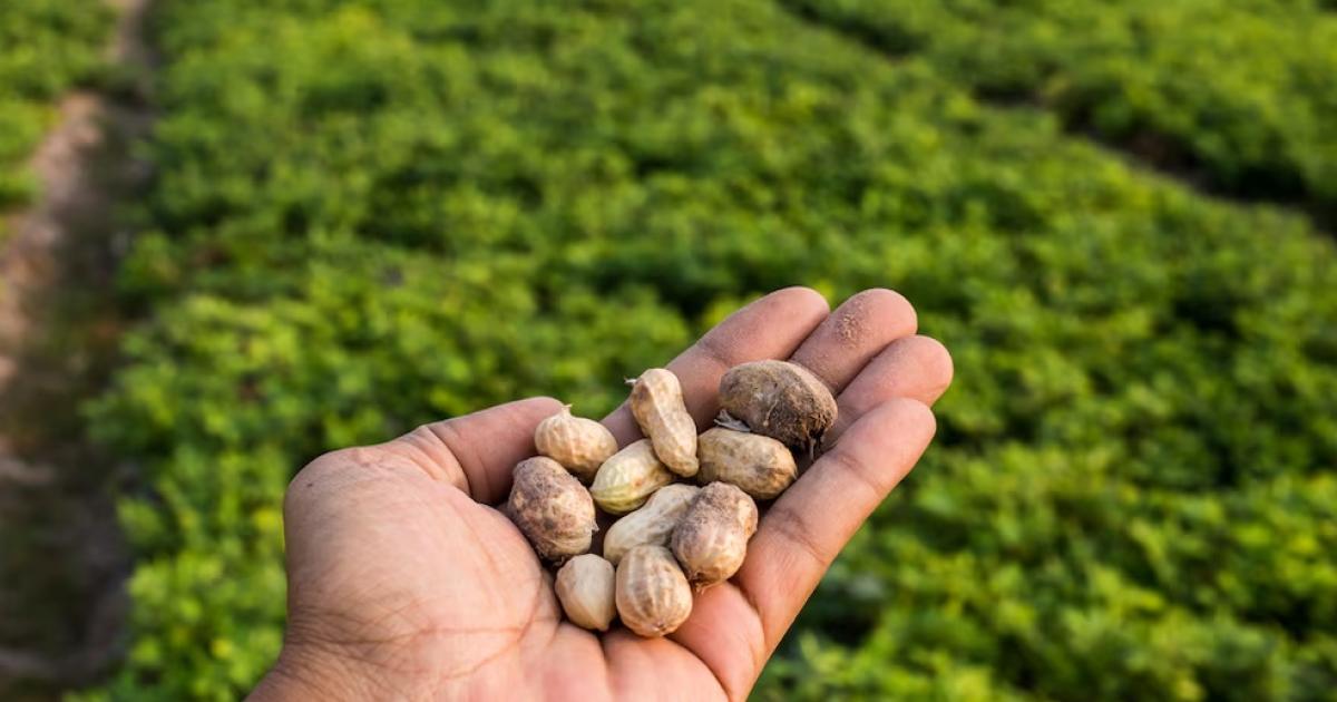 Argentina se posicionó como el mayor exportador de maní del mundo (Foto Infobae)