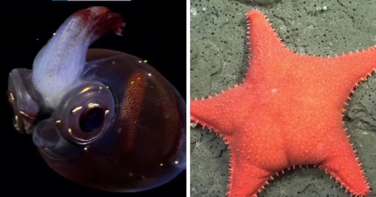 El Pulpo Dumbo y la estrella de mar culona figuras del streaming del Conicet