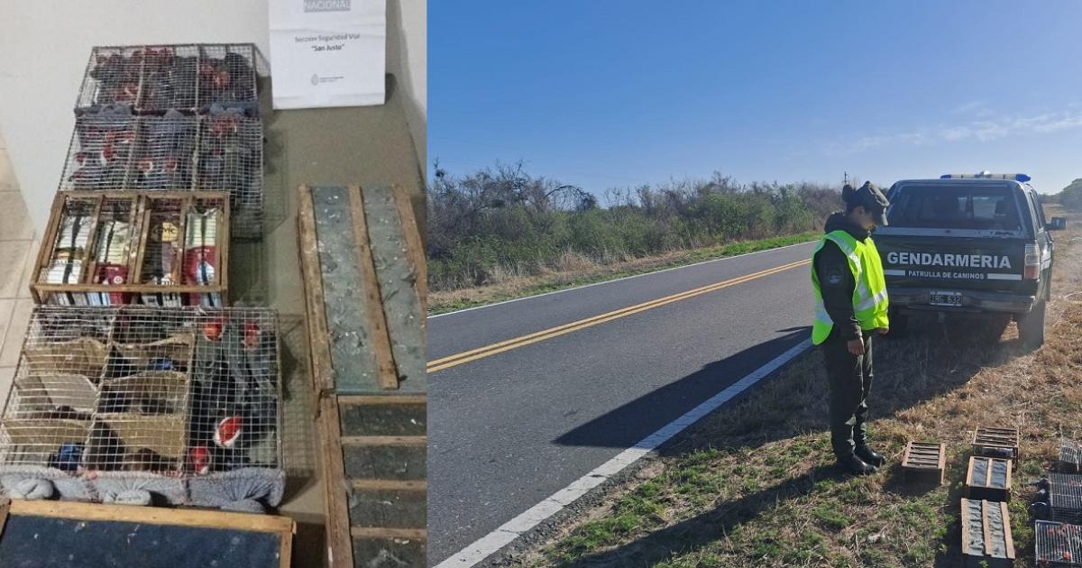 Gendarmeriacutea rescatoacute y liberoacute maacutes de 100 aves silvestres 