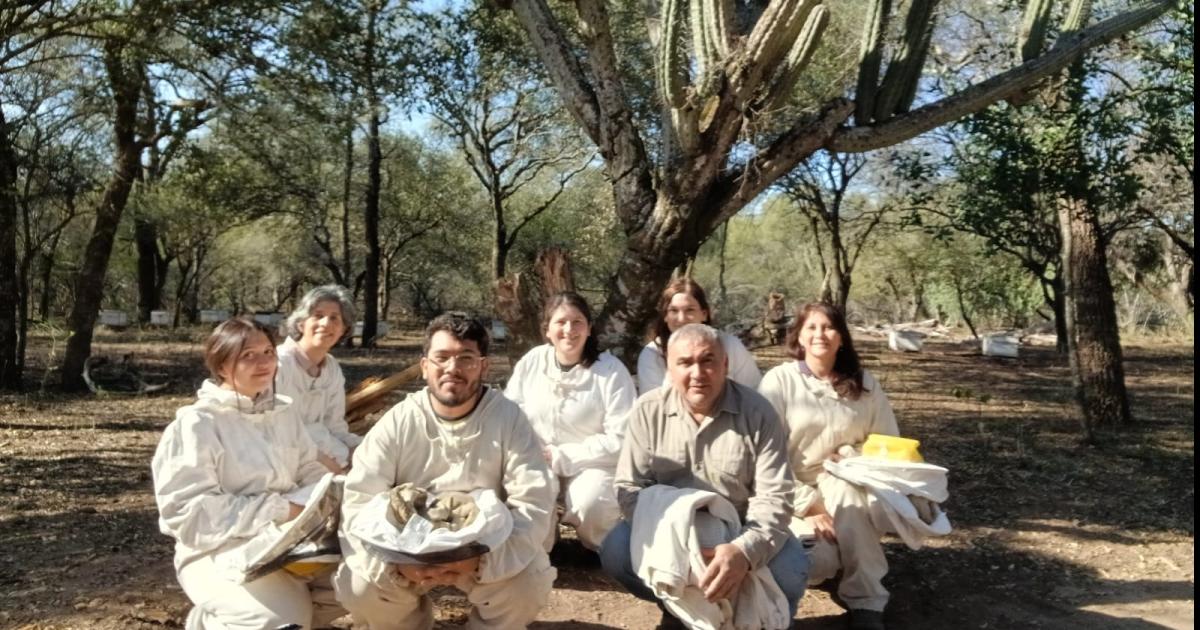 Caracterizan propóleos de Santiago para darles agregado de valor