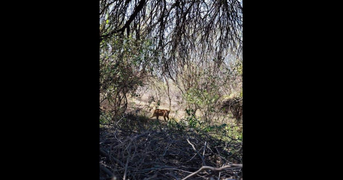 Preocupación por la presencia de un puma fue fotografiado por un vecino