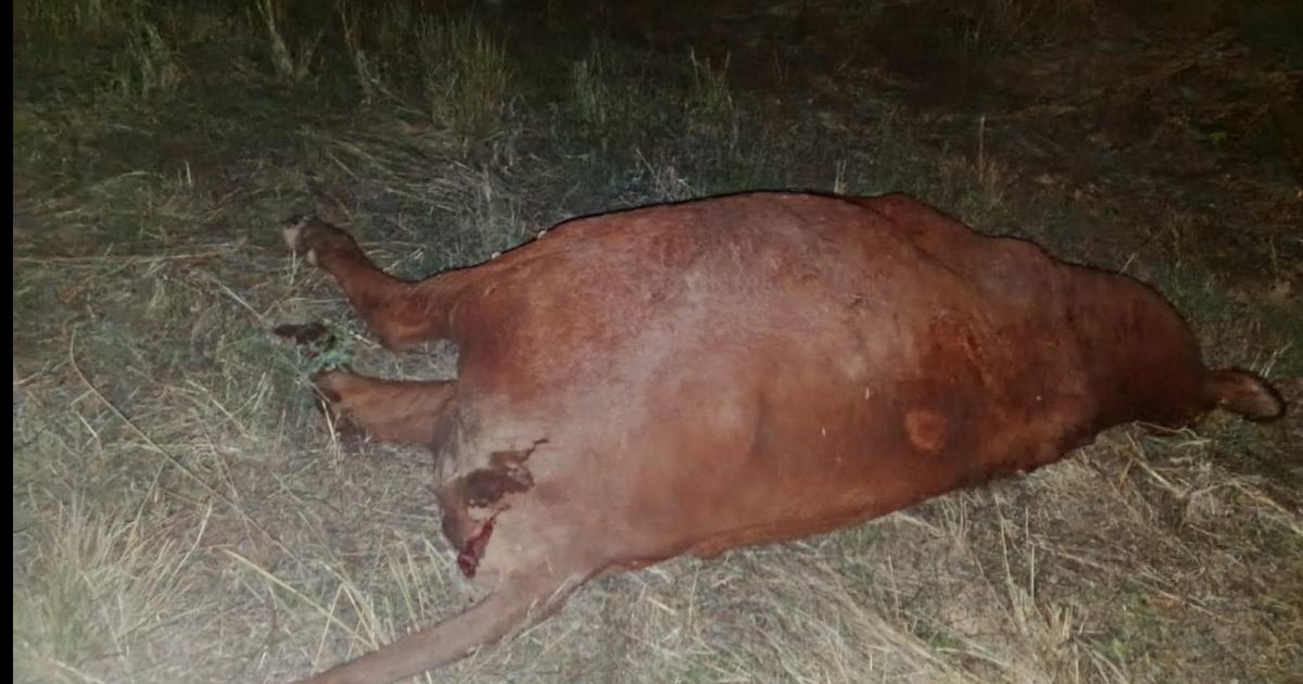 Una familia en camioneta chocó un animal en la R89