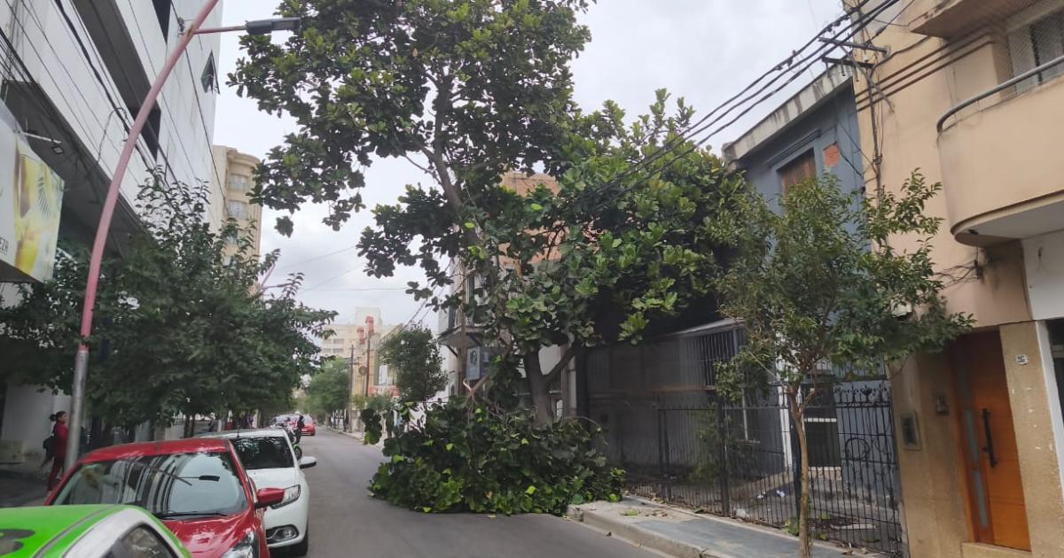 Susto en pleno centro- se desprendieron las ramas de un aacuterbol lo que obligoacute a cortar una calle