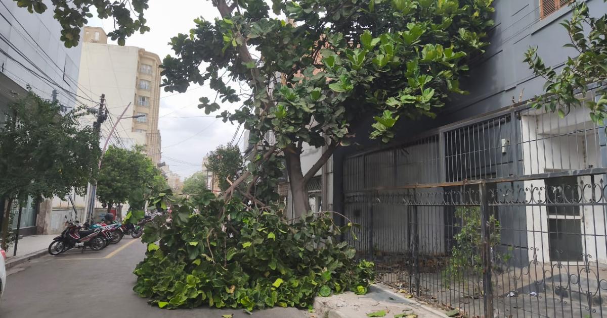 Susto en pleno centro- se desprendieron las ramas de un aacuterbol lo que obligoacute a cortar una calle