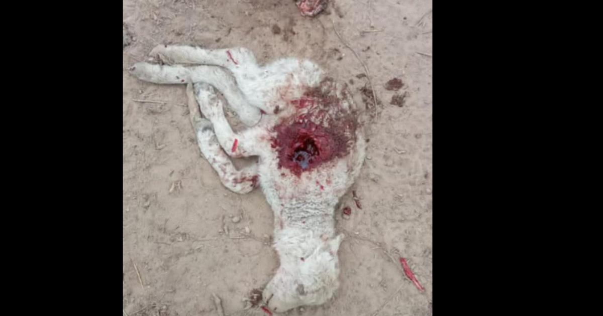 EXTRAÑO SUCESO Uno de los ltimos casos fue en Suncho Corral