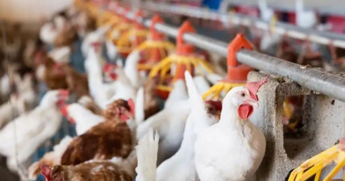 Senasa suspendioacute las exportaciones aviacutecolas tras confirmar un caso de influenza aviar 