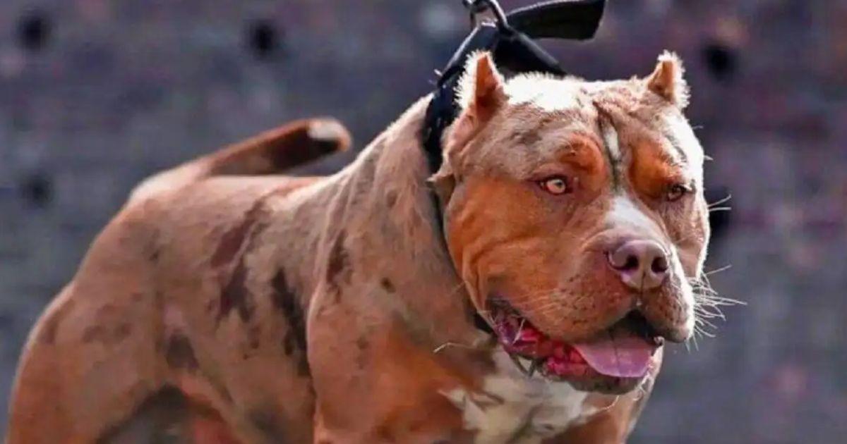 Gran susto- un hombre salioacute a correr y lo atacaron 5 perros pitbull