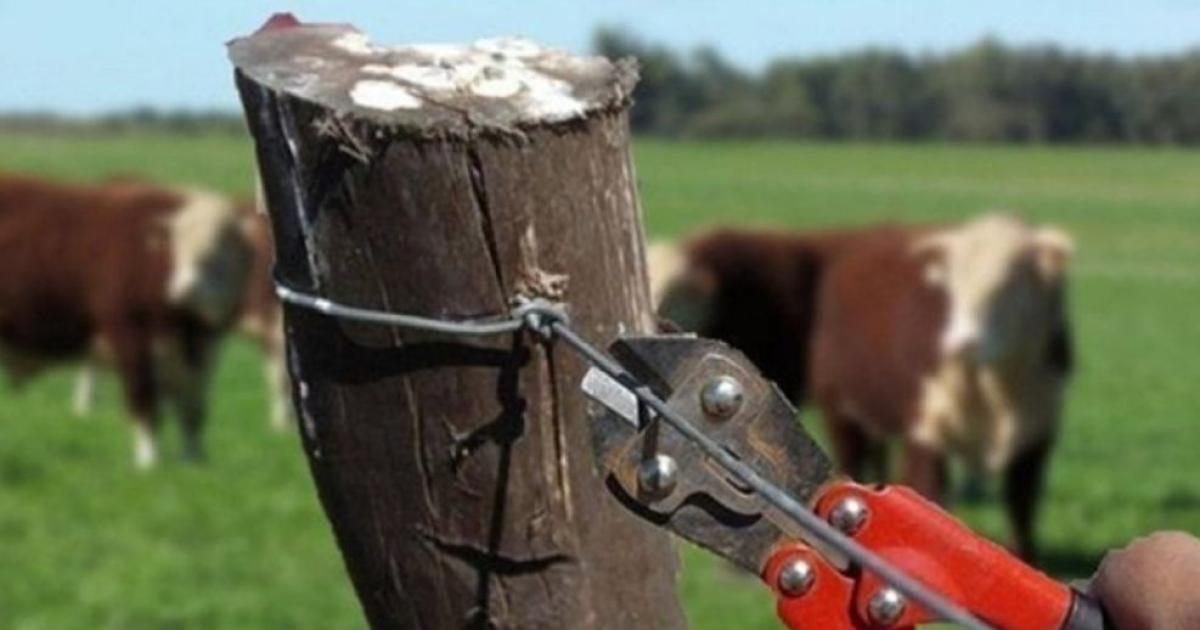 Excarcelan al quinteto acusado de robo de ganado