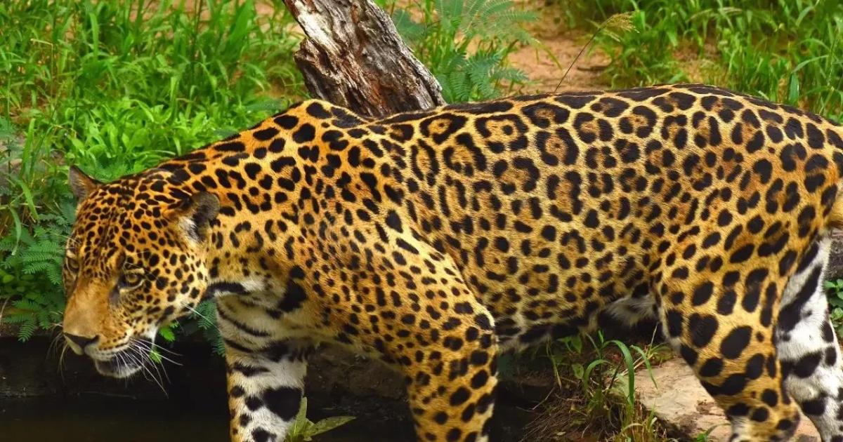 Colombia propone crear un corredor trinacional para protección del jaguar