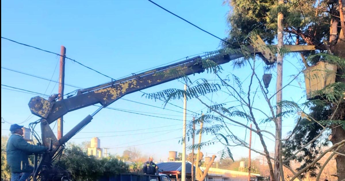 La comuna intensifica las tareas de raleo poda y equilibrio