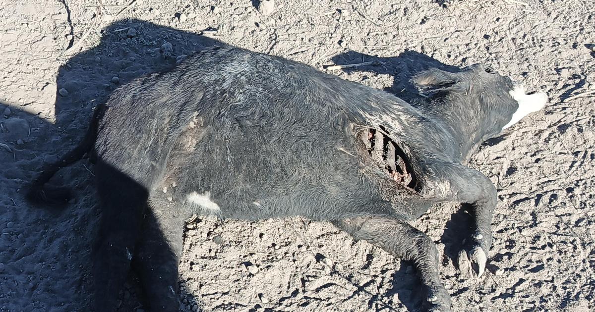 Extrantildea aparicioacuten de animales muertos en una estancia