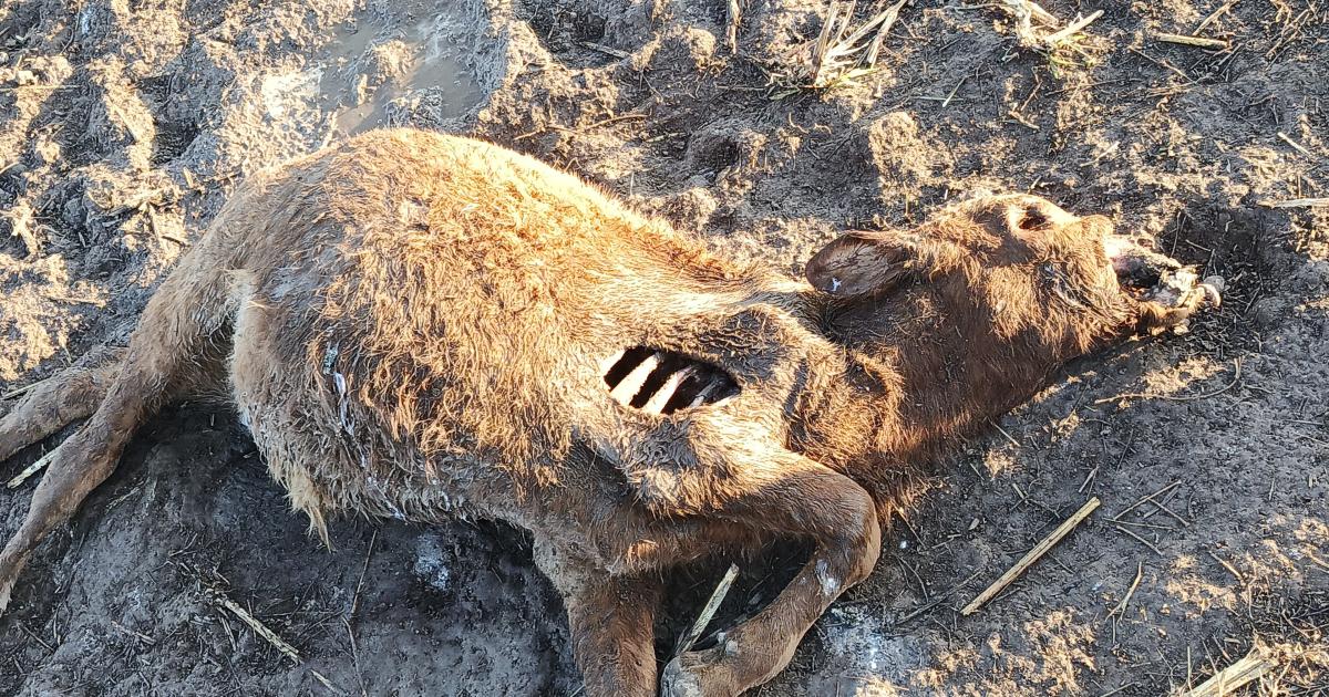 Extrantildea aparicioacuten de animales muertos en una estancia