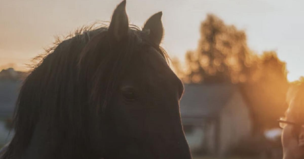 Intentoacute vender un caballo por Facebook y fue estafada