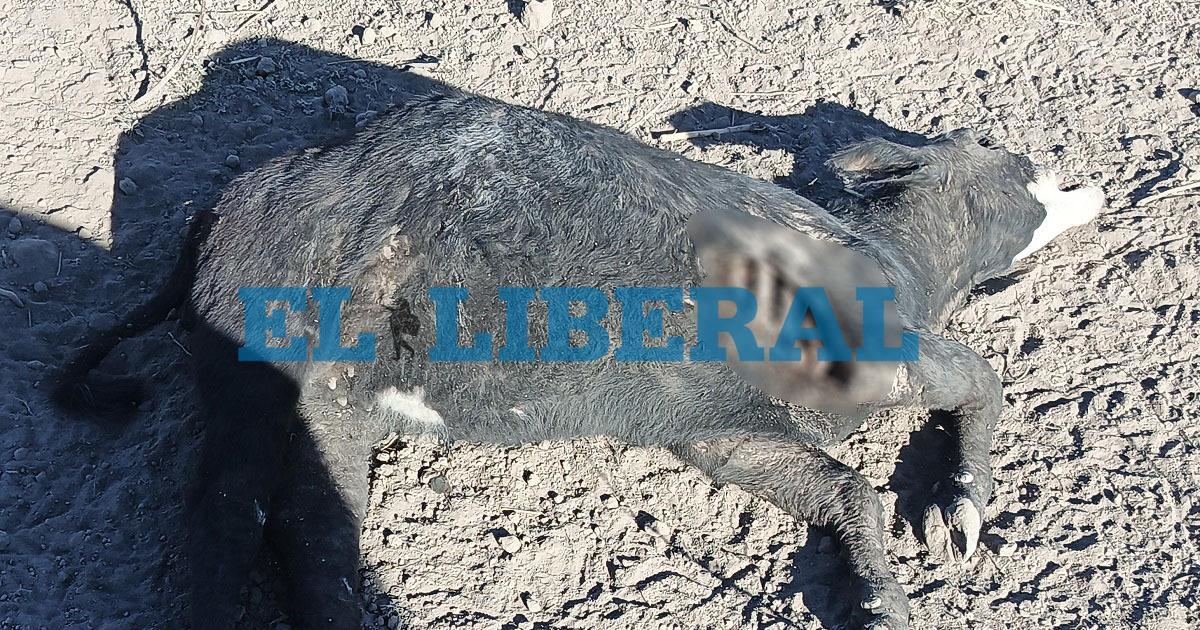 Extrantildea aparicioacuten de animales muertos en una estancia