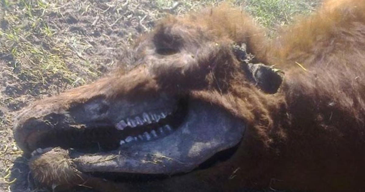 MISTERIO En propiedad de un concejal en la zona rural de Tintina departamento Moreno