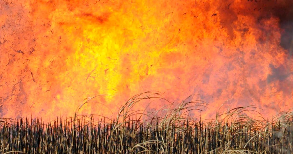 Quema de cantildeaverales en Tucumaacuten dejoacute sin servicio eleacutectrico extensas zonas incluida Las Termas