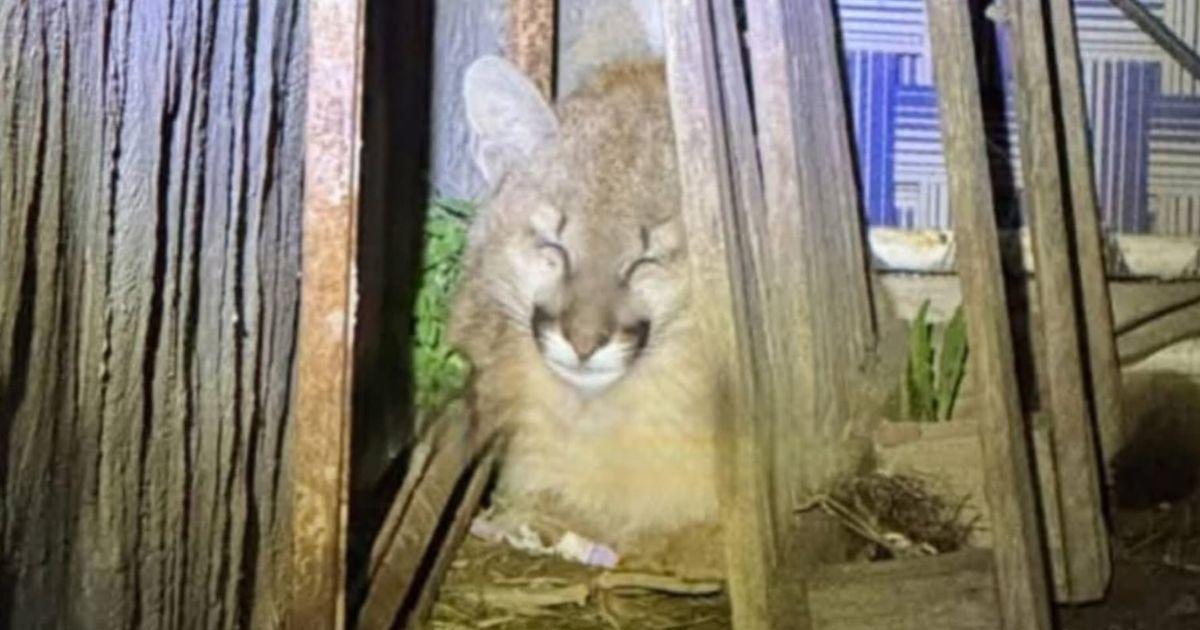 A raíz del hallazgo se solicitó la colaboración de la Fundación Mundo Sano