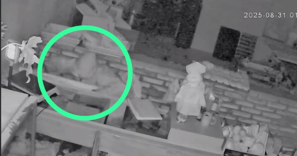 Ladroacuten roboacute en conocida panaderiacutea pero quedoacute grabado en las caacutemaras