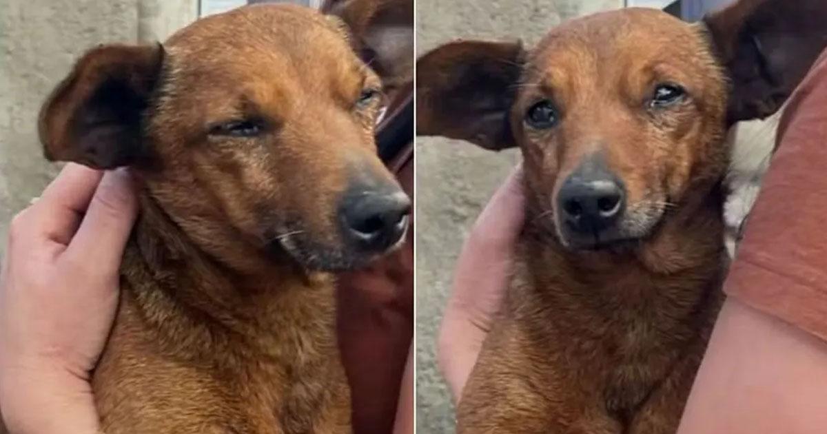 Conmovedor- Un perro caminoacute 12 kiloacutemetros para despedir a su duentildeo que murioacute