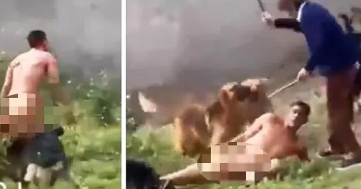 Foto captura de video- Intentó robar en una casa y fue atacado por 15 perros