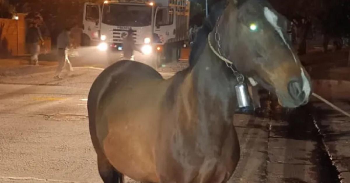 Un funcionario policial sufrió lesiones al chocar con un caballo - Foto- archivo EL LIBERAL