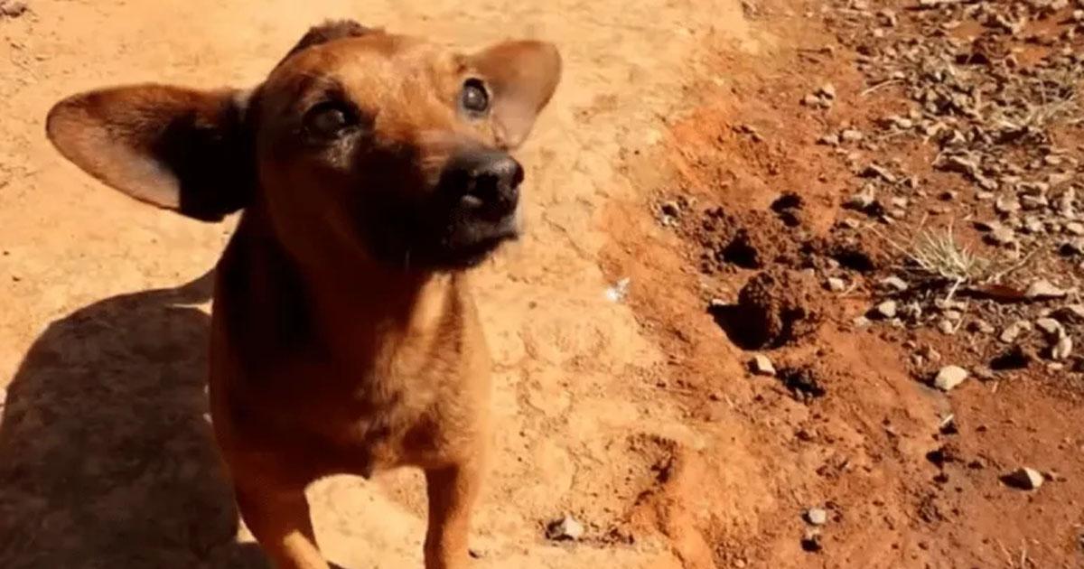 Conmovedor- Un perro caminoacute 12 kiloacutemetros para despedir a su duentildeo que murioacute