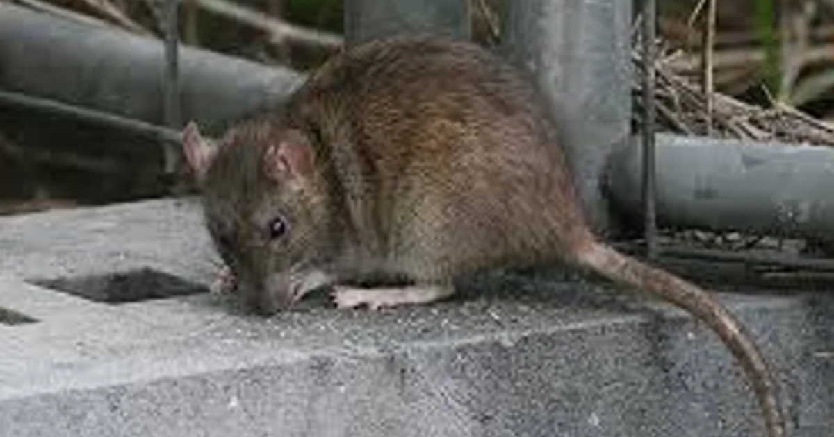 Los síntomas frecuentes de la enfermedad son fiebre dolores musculares y cefalea (Foto- Agencia Noticias Argentinas)