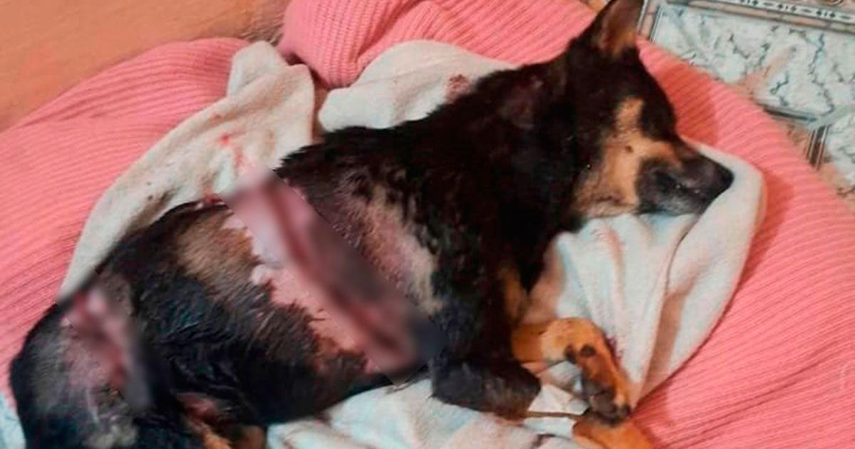 Detienen a un hombre acusado de apuntildealar y matar a una perrita